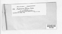 Phyllosticta paviae image